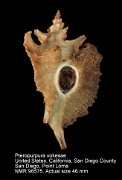 Pteropurpura vokesae (4)